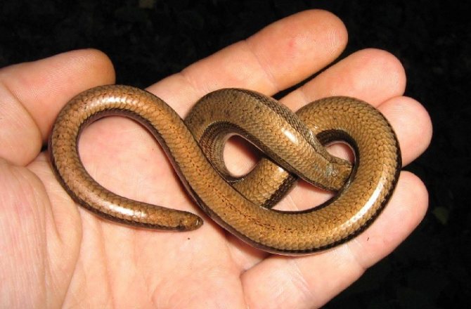 Ящерица-веретеница: какая она и как ее отличить от змеи