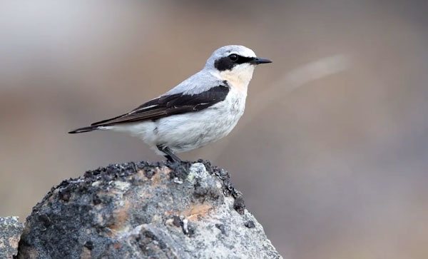 Оседлые птицы - признаки, особенности, названия и виды
