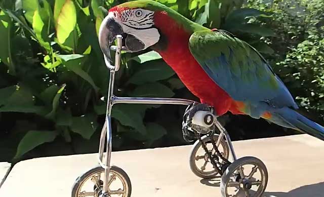 Попугай ара: сколько лет живет в дикой природе и домашних условиях, что влияет на продолжительность, как продлить существование