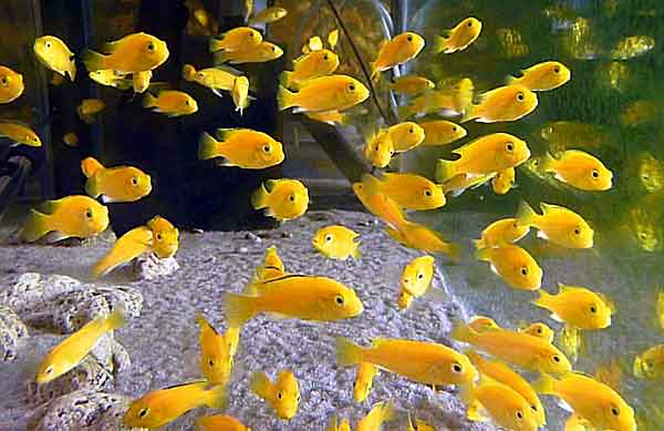 Лабидохромис или карликовая малавийская цихлида