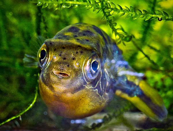 Карликовый тетрадон: совместимость, содержание, уход