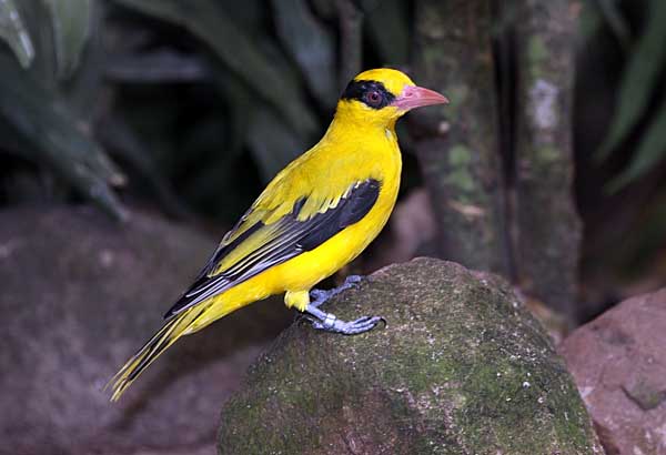 Птица Иволга: пение, самец и самка, как выглядит, гнездо