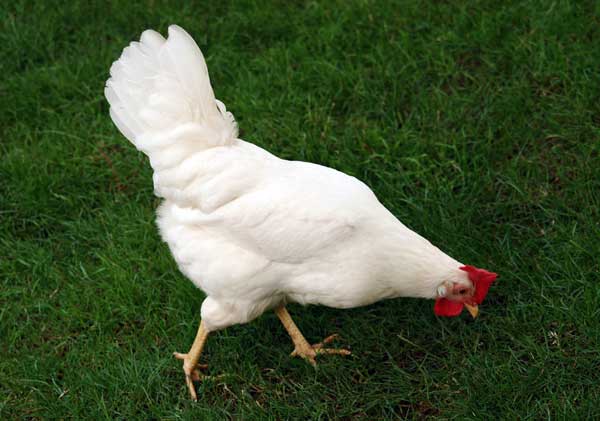 Куры Супер Ник: описание породы, разведение