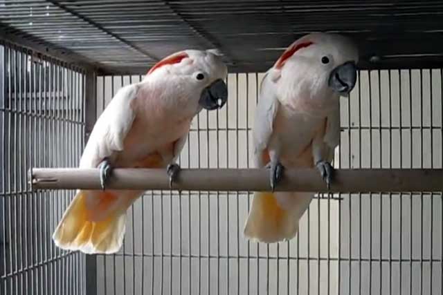 Сколько живут попугаи какаду в домашних условиях