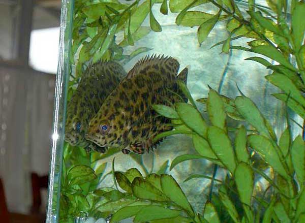 Ктенопома: содержание, совместимость, разведение