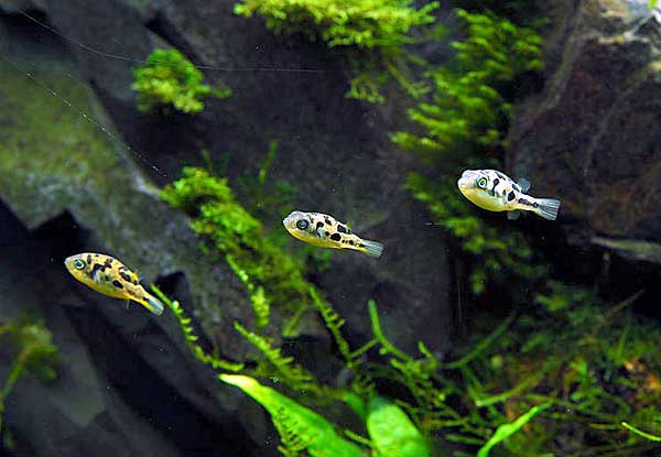 Карликовый тетрадон: совместимость, содержание, уход