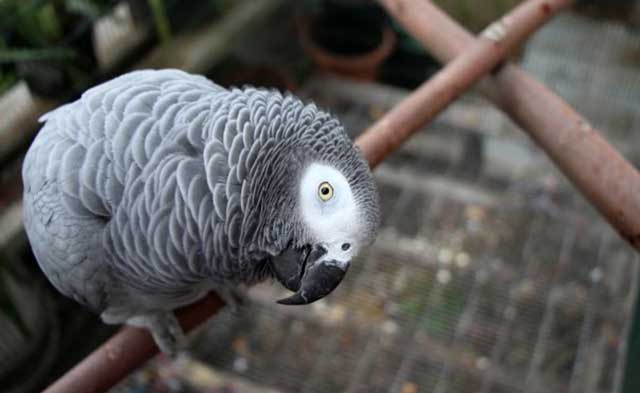 Попугай ара: сколько лет живет в дикой природе и домашних условиях, что влияет на продолжительность, как продлить существование