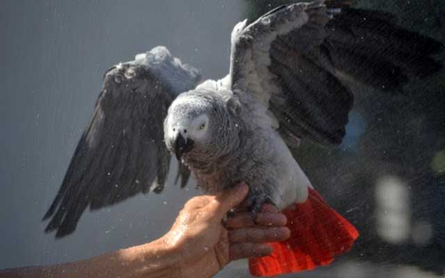 Сколько живут жако в домашних условиях