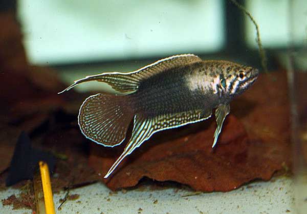 Макропод:содержание и уход в аквариуме, совместимость, виды