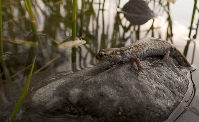 Сибирский углозуб — интересные факты и сведения