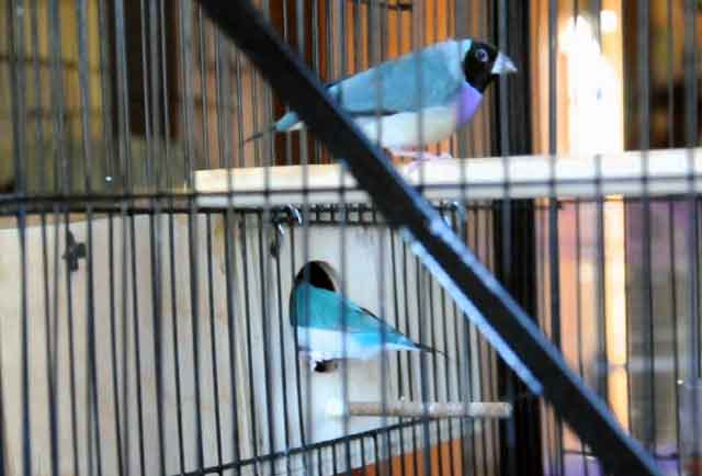 Зебровые амадины: описание, уход и содержание в домашних условиях