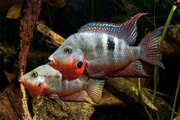 Цихлазома чернополосая (полосатая цихлида, зебра): совместимость с другими рыбкам, содержание, размножение (разведение), мальки
