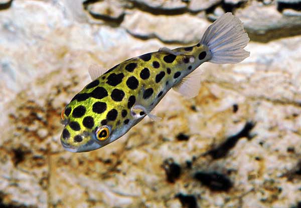 Карликовый тетрадон: совместимость, содержание, уход