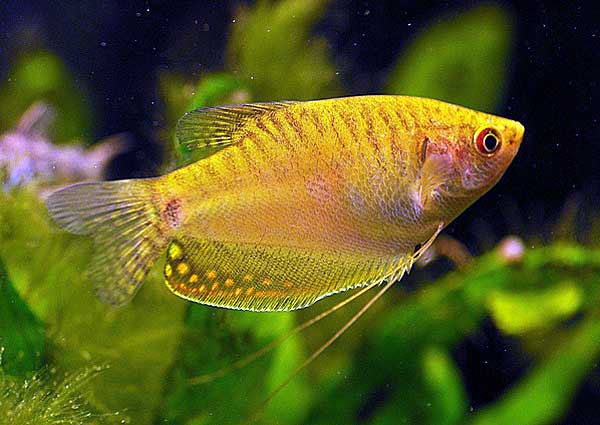 Совместимость гурами: с кем уживаются в аквариуме