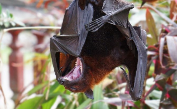 Летучая собака - фото животного, чем питается и где обитает, видео и описание