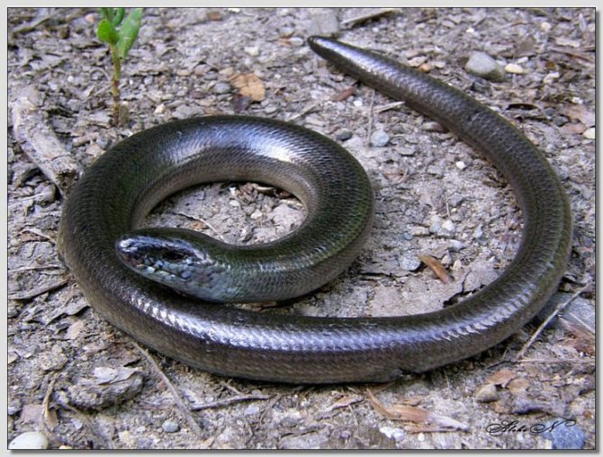 Ящерица-веретеница: какая она и как ее отличить от змеи