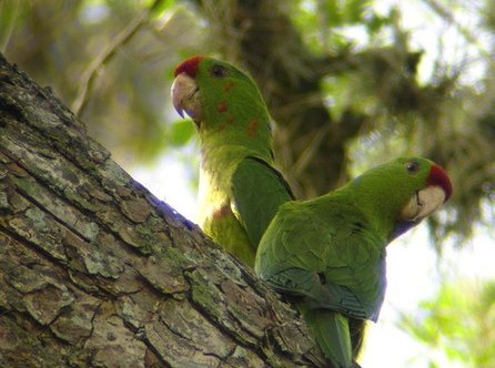 Попугай Аратинга: солнечный, золотой, яндайя, черноголовый