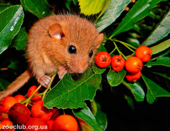 Орешниковая соня