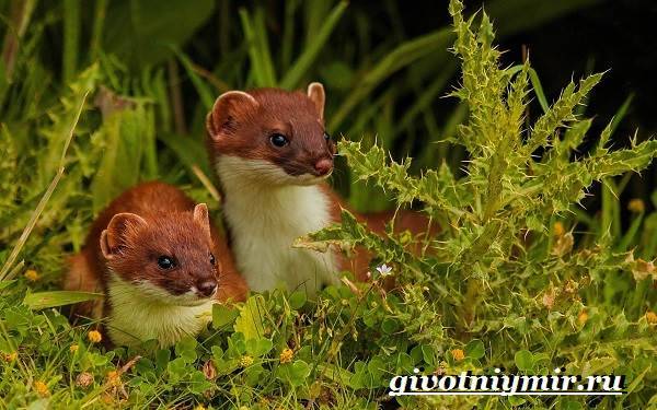 Ласки домашние: уход и содержание