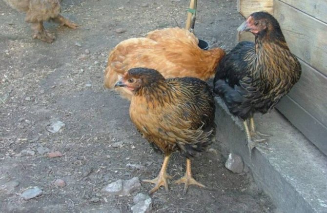 Характеристика породы кур Супер Харко