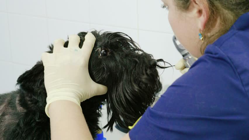 Скотч терьер: особенности породы, характера, воспитания