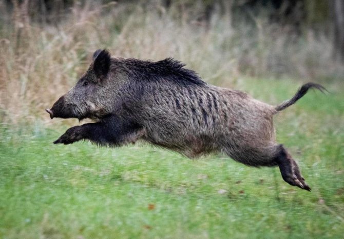 Дикий кабан - описание животного, где обитает, чем питается