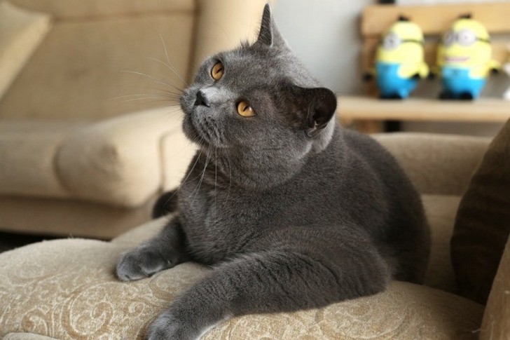 Сколько кот отходит от наркоза после кастрации и как себя ведет, меняется ли его поведение