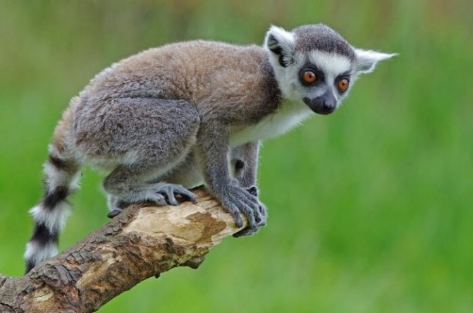 Лемур лори