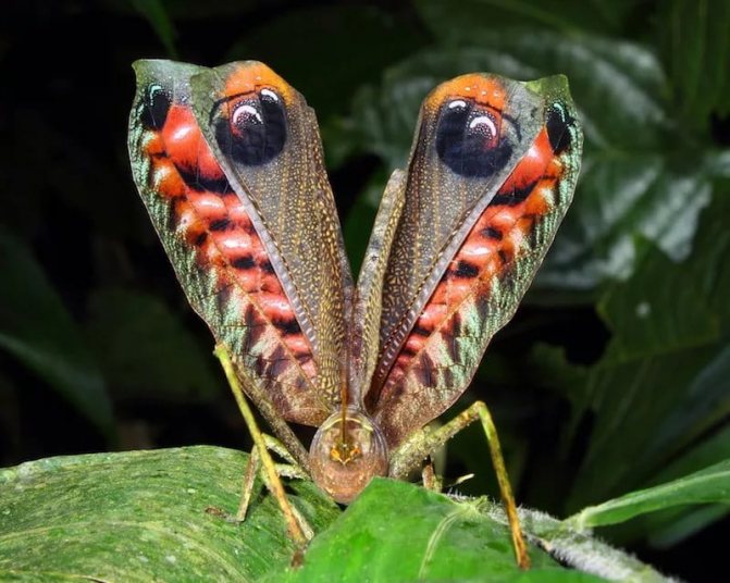 Кузнечик: описание, виды, среда обитания, жизненный цикл особенности прыгучего насекомого