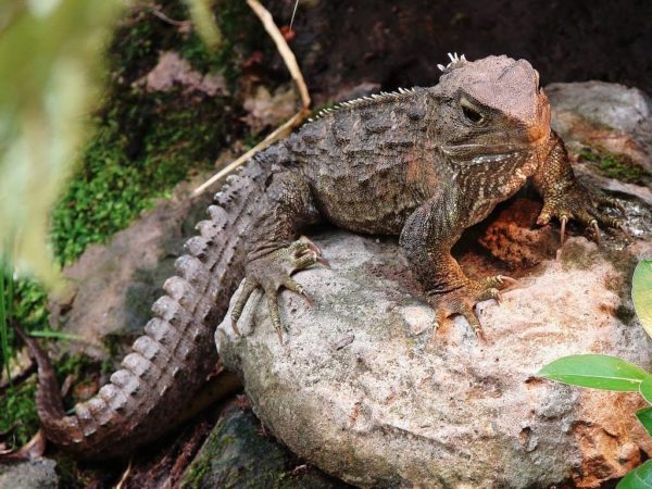 Гаттерия, или туатара (лат