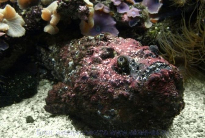 Самая ядовитая рыба в мире: 5 фактов о рыбе-камень