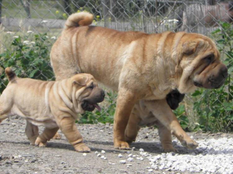 Сколько живут шарпеи в домашних условиях, продолжительность жизни шарпеев