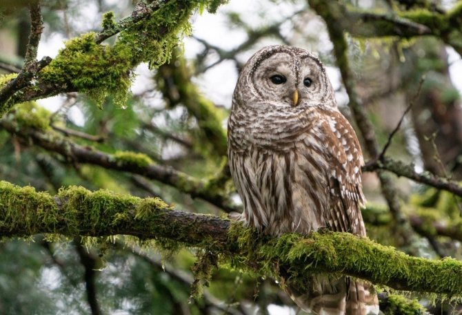 На сколько может поворачивается голова у совы и почему она крутится