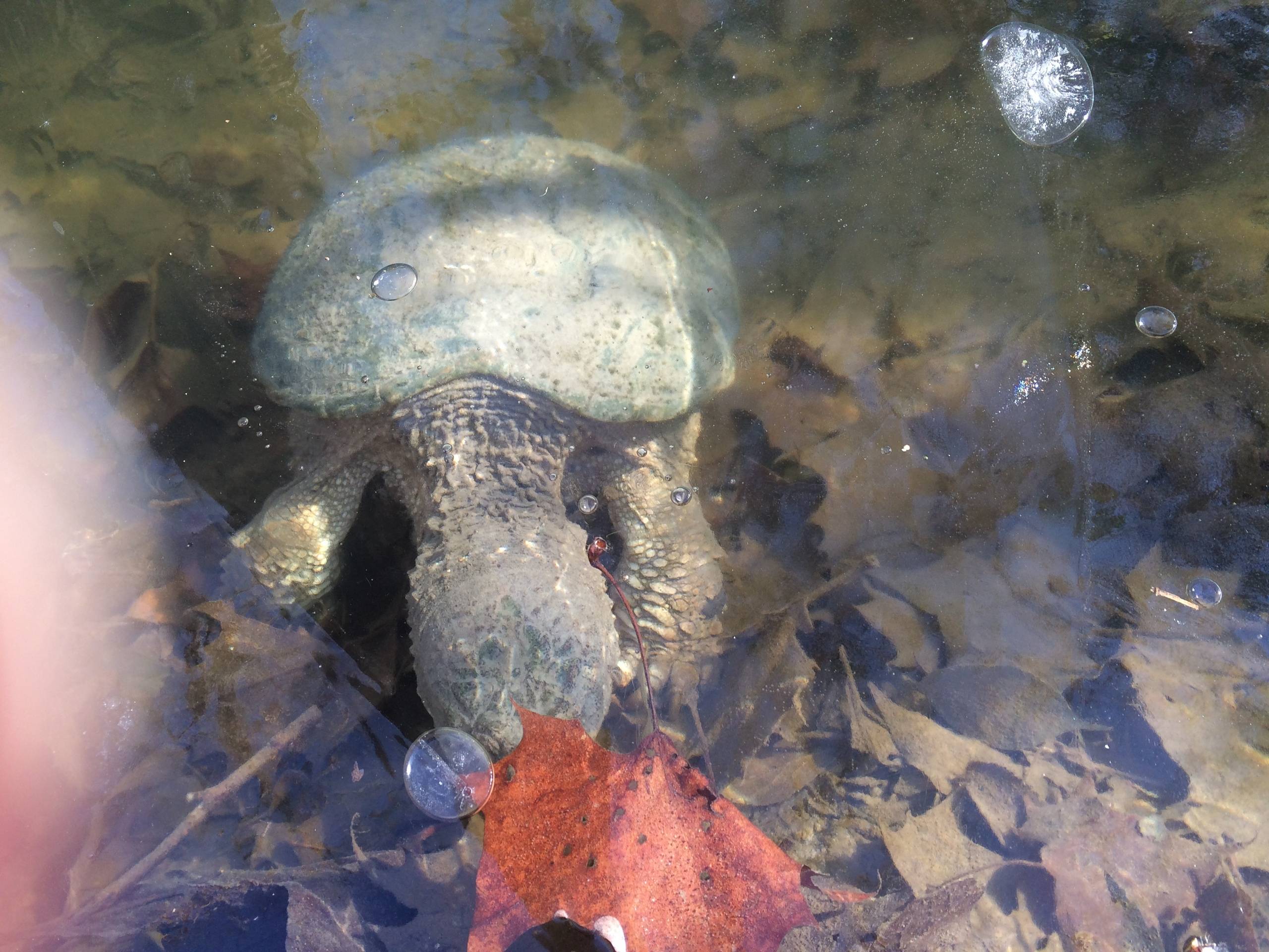 Пресмыкающие | живность.ру