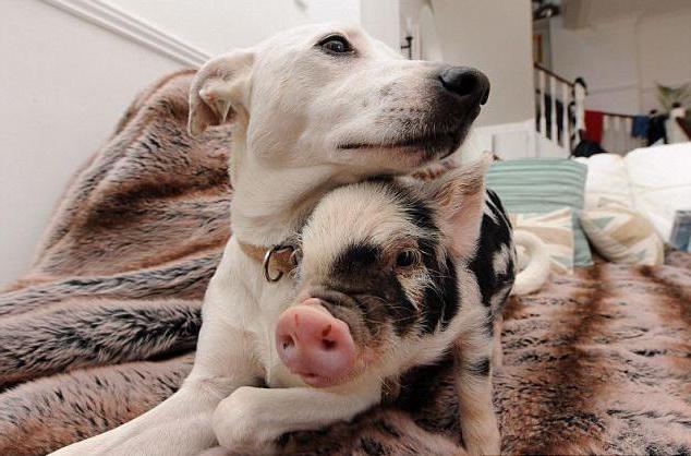 Маленькая декоративная свинка: уход и содержание мини пиги в домашних условиях