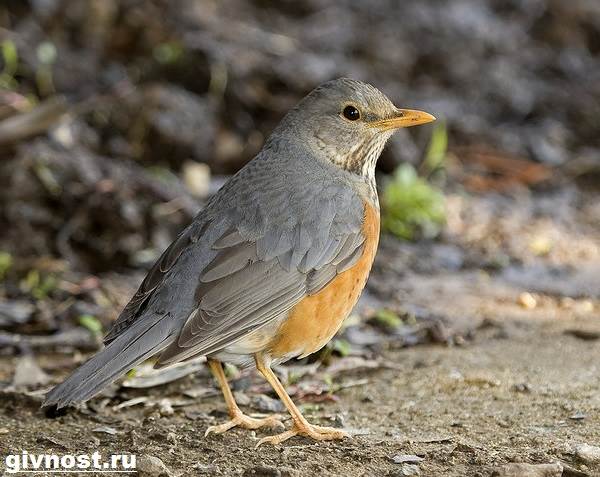 Дрозд рябинник