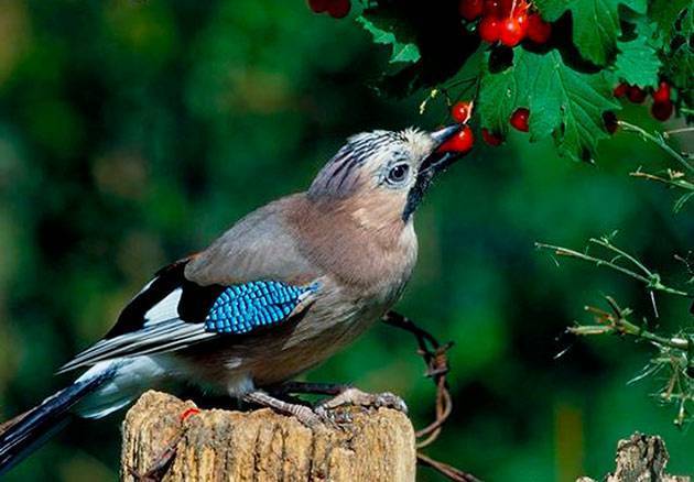 Сойка (фото) – птица, поражающая своим репертуаром