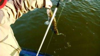 Рыба судак (морская и речная) — где водится, описание, образ жизни, техника ловли