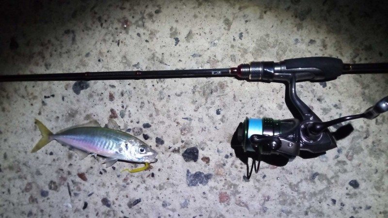 Ставрида (черноморская рыба): как ловить, места обитания, внешний вид, размеры, повадки, список самых уловистых приманок для ставриды