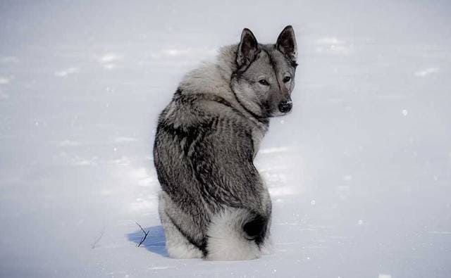 Описание норвежских элкхаундов: внешность и характер скандинавской лосиной лайки