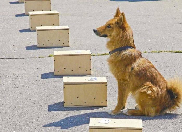 Шалайка (собака Сулимова) — описание, особенности новой породы в России