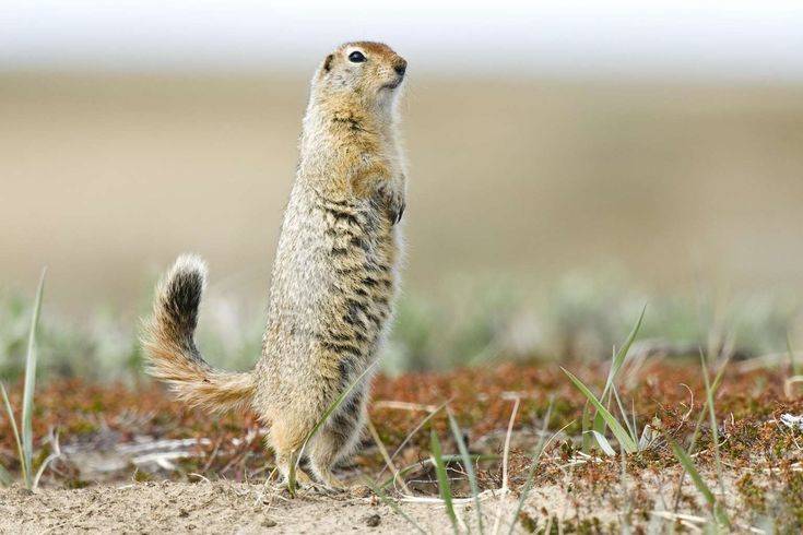 Суслик: описание, где живут, сколько живут, что едят