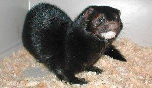 Все о норке: описание видов животного, содержание в домашних условиях, плюсы и минусы