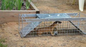 Как избавиться от лисы, которая ворует кур: как защитить птиц и отвадить хищника