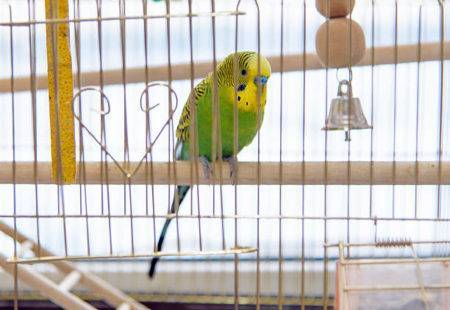 Попугай ара: сколько лет живет в дикой природе и домашних условиях, что влияет на продолжительность, как продлить существование