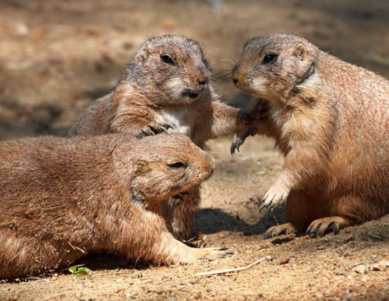 Суслик: описание, где живут, сколько живут, что едят