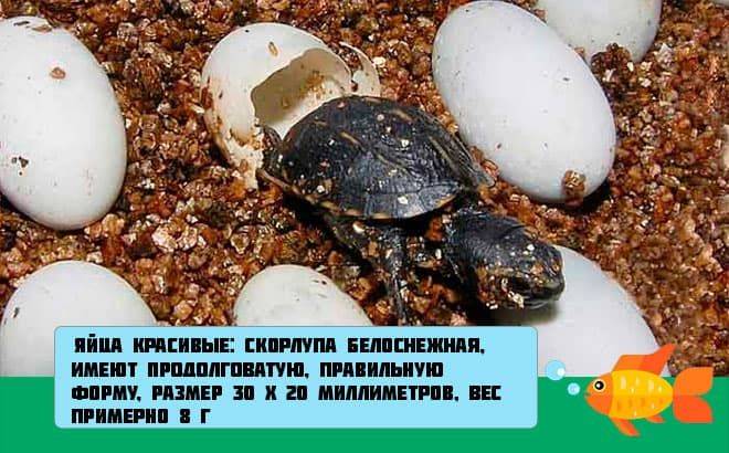 Как зимой комфортно красноухие и шухупутные черепахи