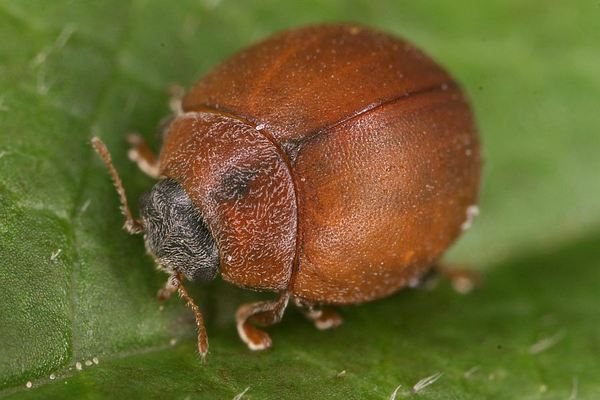 Про желтую божью коровку с черными пятнами: описание, ядовитая или нет, приметы