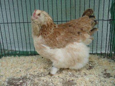 Куры фавероль: описание породы, содержание и уход в домашних условиях