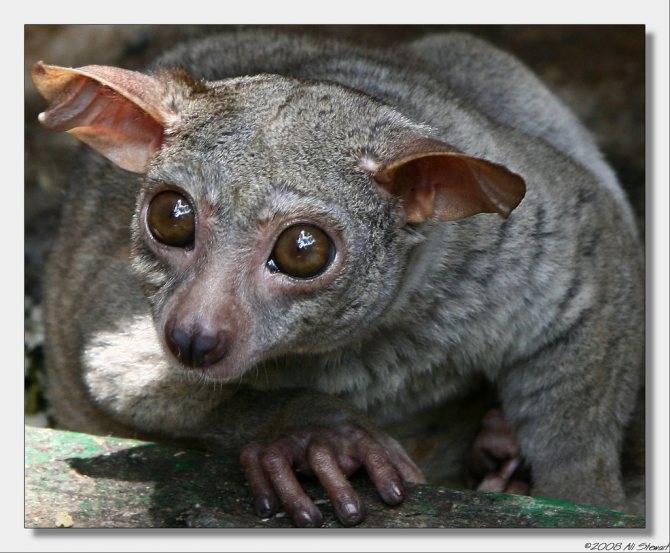 Галаго: среда обитания и особенности